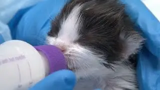 Best Friends Animal Society's busy kitten nursery in Salt Lake City