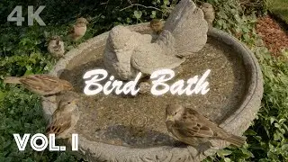 Cat TV | Bird Bath on a Hot Summer Day | 4K UHD