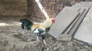 Village Rooster Morning | Pure Natural Sounds 🐓🌿 #villagerlife #rooster 