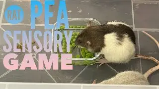 Pet Rat Sensory Pea Activity