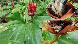 The Seeds of Crepe Ginger | केउ (keu),Spiral ginger