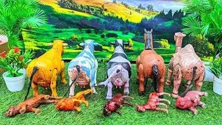 WADIDAU‼️PROSES POTONG SAPI KURBAN | PROSES MELAHIRKAN CESAR SAPI & DOMBA | Cow Videos