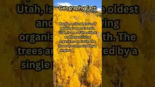 Geography Fact: Pando the Trembling Giant