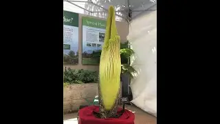 Titan Arum (Amorphopallus titanum) Bloom
