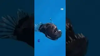 Deep-sea anglerfish in shallower waters near the Canary Islands | DW News