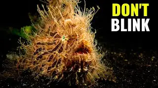 11 FASTEST Ambush Predators In The Animal Kingdom!