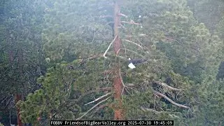 7-30-2025 Jackie &  Shadow On The Roost Tree... The Mic & IR light On The Nest Are Working Again!
