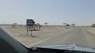 Camel King Of The Desert  🏜