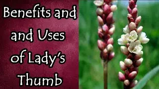 Benefits and Uses of Lady's Thumb (AKA: Redshank Plant)