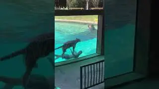 WOULD YOU SWIM WITH A TIGER?!