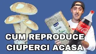 Experiment - Cum sa cultivam Ciuperci a casa - împreună cu @cuoredicioccolato.it