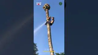 Crazy Tree Cutting Expert 😱