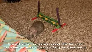 My senior dwarf rat Tater Tot learns to play flyball!
