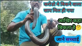 इस साप की कीमत करोड़ से भी ज्यादा है आखिर कहा बिकता है ये साप आगे पीछे चलने वाला दो मुंहा साप |