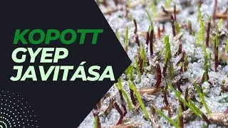 Kopott, zsombékos gyepből pázsit ? Így csináld !