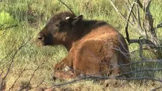 Hunting For Baby Bison - 2019 Caprock Canyons State Park Day 1 Part 1