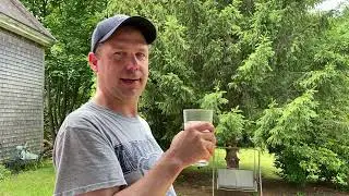 How to make Sassafras root tea - in 60 seconds