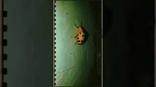 CRAWLING LADY BUG IN THE MIDDLE OF THE NIGHT😁!