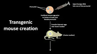How to creat a transgenic mice ?