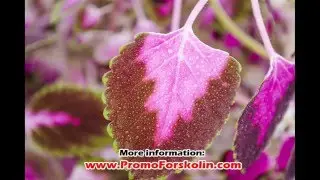 The truth about forskolin pills
