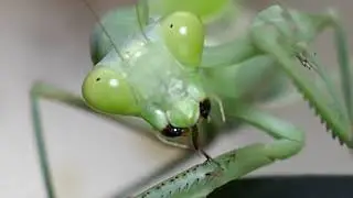 Matilda - Giant African Mantis.  .....  s. lineola