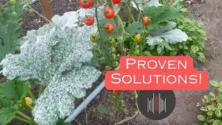 Powdery Mildew - STOP It Fast! Proven Solutions and Tips from Across the Web!