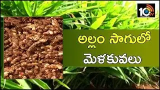 అల్లం సాగులో మెళకువలు | Ginger Crop Cultivation Methods For Earn High Profits | Matti Manishi | 10TV