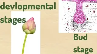 From Bud to Bite 🦷 | Developmental Stages of Tooth