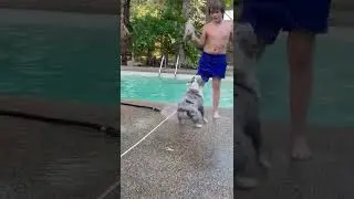 Puppy Terror