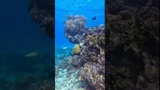 I HIT THE CAVE&rsquo;S BOTTOM 15M DOWN 🌊🤿 WATCH TILL END 💯#shorts #travel #freediving #philippines