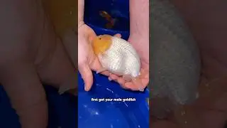 How to breed goldfish (step by step process)