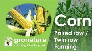 Maize (Corn), PART-1, Paired/twin row HD Cultivation