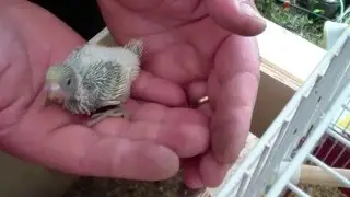 Pulli di Cocorita - Primi 15 giorni - Budgie: First 15 days