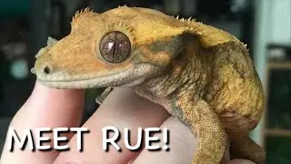 I Adopted A Crested Gecko with MBD | Meet Rue!
