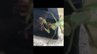 Unified Nature: Mantis and Wasp Interaction