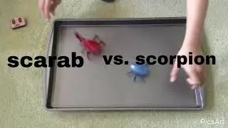 scarab vs. scorpion hexbug