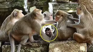 Marvelous mother Jane provid to all female monkeys in Amber group near Jonna