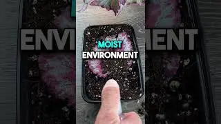 Как размножить бегонию листьями