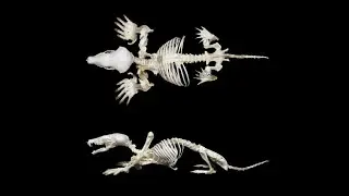 The Mole in Witchcraft and Folk Magic