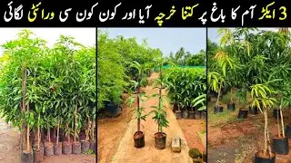 Mango Farming Secrets 🌱 | 3 Acre Ka Mango Bagh Step by Step