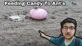 Feeding Candy To Ant's 😂🍬🐜New Fun Activity 🎴