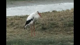 White Stork, Parc du Marquenterre, Somme, France, 30/8/25