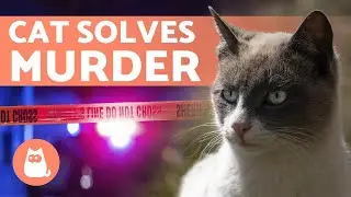 The CAT That helped SOLVE a MURDER 🙀 🐾