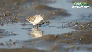 Live: Critically endangered spoon-billed sandpipers in E China's Jiangsu- Ep. 3