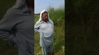 Amazing fishing at chahan dam#fishing #short #shortsvideo #fish