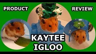 Kaytee Small Animal Igloo Hideout - Hamster Product Review #ChewyInfluencer