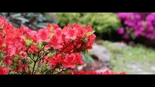Rhododendron-guide om pasning, placering, vanding og beskæring.