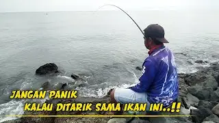 umpan jitu ikan baronang,ikan kiper || umpan kapas rangdu/kapuk,ter bukti hasil melimpah