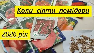 КОЛИ  СІЯТИ  ПОМІДОРИ  НА  РОЗСАДУ  У 2026 році