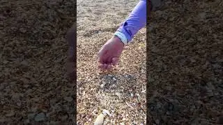 Discover healing at the beach tomorrow #sharkteeth #seashell #beach